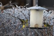Morten 26 desember 2019 - Grønnsisiken på Høyenhall