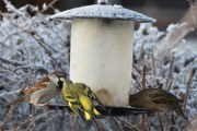 Morten 26 desember 2019 - Grønnsisiken på Høyenhall