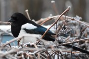 Morten 26 desember 2019 - Skjæra på Høyenhall