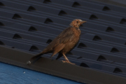 Morten 28 august 2019 - Måltrost på Høyenhall, det er tidlig på morgenen