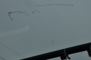 Morten 29 august 2019 - 72 store fugler i luften over Oslo, det er så mange bomstasjoner at de kommer i veien