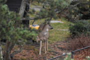 Morten 3 november 2019 - Rådyr på Høyenhall