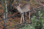 Morten 3 november 2019 - Rådyr på Høyenhall