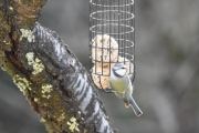 Morten 30 desember 2019 - Blåmeisen på besøk