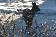 Morten 30 november 2019 - Rådyr på Høyenhall