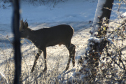 Morten 30 november 2019 - Rådyr på Høyenhall