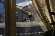 Morten 30 november 2019 - Skjæra slipper meg ikke ut i dag