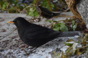 Morten 30 november 2019 - Svarttrosten på besøk