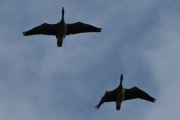 Morten 31 august 2019 - 6 store fugler over Høyenhall, er det gås som flyr her?