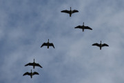 Morten 31 august 2019 - 6 store fugler over Høyenhall, de flyr så fint i formasjon