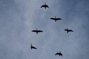 Morten 31 august 2019 - 6 store fugler over Høyenhall, de bytter plass under flyvningen