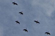 Morten 31 august 2019 - 6 store fugler over Høyenhall, god tur videre