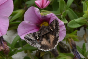 Morten 31 august 2019 - Møll eller sommerfugl?
