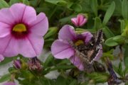 Morten 31 august 2019 - Møll eller sommerfugl