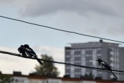 Morten 4 juli 2019 - Må være unger her også