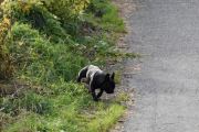 Morten 5 oktober 2019 - Mystisk hund på Høyenhall