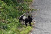 Morten 5 oktober 2019 - Mystisk hund på Høyenhall