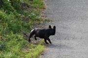 Morten 5 oktober 2019 - Mystisk hund på Høyenhall, men tøff var den, ingen tvil om det