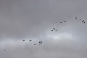 Morten 6 oktober 2019 - Ny flokk med fugler over Høyenhall på morgenen. Dem har mer retning mot vest enn nord