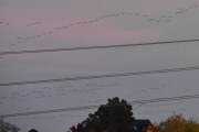 Morten 6 oktober 2019 - Siste fugleflokken i dag, litt rart, noen flyr denne veien og andre flokker flyr andre veien