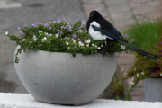 Morten 8 september 2019 - Skjæra i blomsterkassen til naboen