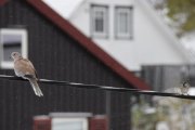 Morten 9 november 2019 - Tyrkerdua og spurven på Høyenhall
