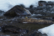 Knut 11 april 2019 - Vintererla på Skarselva