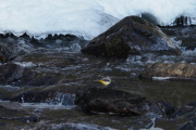Knut 11 april 2019 - Vintererla på Skarselva