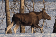 Knut 11 februar 2019 - Elgen ved Maridalsvannet, stor og majestetisk