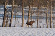 Knut 11 februar 2019 - Elgen ved Maridalsvannet