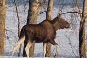 Knut 11 februar 2019 - Elgen ved Maridalsvannet, vi må ta en nærmere titt