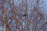 Knut 11 januar 2019 - Grønnfinkflokk i Maridalen
