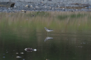 Knut 11 mai 2019 - En Strandsnipe i Susebukta i Sandefjord