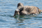 Knut 12 mai 2019 - Ærfugl hunn spiser fisk i Sandefjord