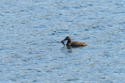 Knut 12 mai 2019 - Ærfugl hunn spiser fisk i Sandefjord