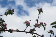 Knut 12 mai 2019 - 2 Humle Brumler i Sandefjord