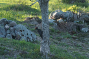 Knut 12 mai 2019 - Svartspetten på Hammeren