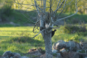 Knut 12 mai 2019 - Svartspetten på Hammeren