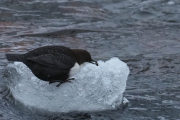 Knut 13 januar 2019 - Fossekallen i Akerselva, dette er flotte bilder da