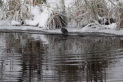 Knut 13 januar 2019 - Fossekallen ved Økernsenteret