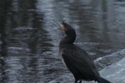 Knut 13 januar 2019 - Storskarven ved Akerselva, men det blåser den i