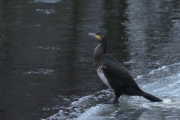 Knut 13 januar 2019 - Storskarven ved Akerselva, en stor flott fugl
