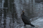 Knut 13 januar 2019 - Storskarven ved Akerselven, kan være at den oppdager at den blir tatt bilde av