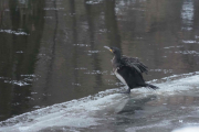 Knut 13 januar 2019 - Storskarven ved Akerselva, dette er starten på turen han tar i dag