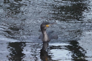 Knut 13 januar 2019 - Storskarven ved Akerselva, hva blir neste fugl tro?