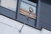 Knut 13 januar 2019 - Vandrefalk på Økern, den var observert ved Oslo Plaza men noen måtte løpe opp til Økern