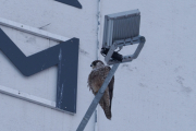 Knut 13 januar 2019 - Vandrefalk på Økern, et av bildene tillater oss og ta en nærmere titt