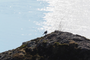 Knut 14 april 2019 - Linerla i Maridalen