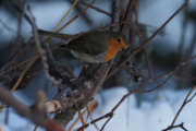 Knut 14 januar 2019 - Rødstrupa ved Dausjøen