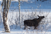 Knut 15 februar 2019 - Elgen på Skjerven gård